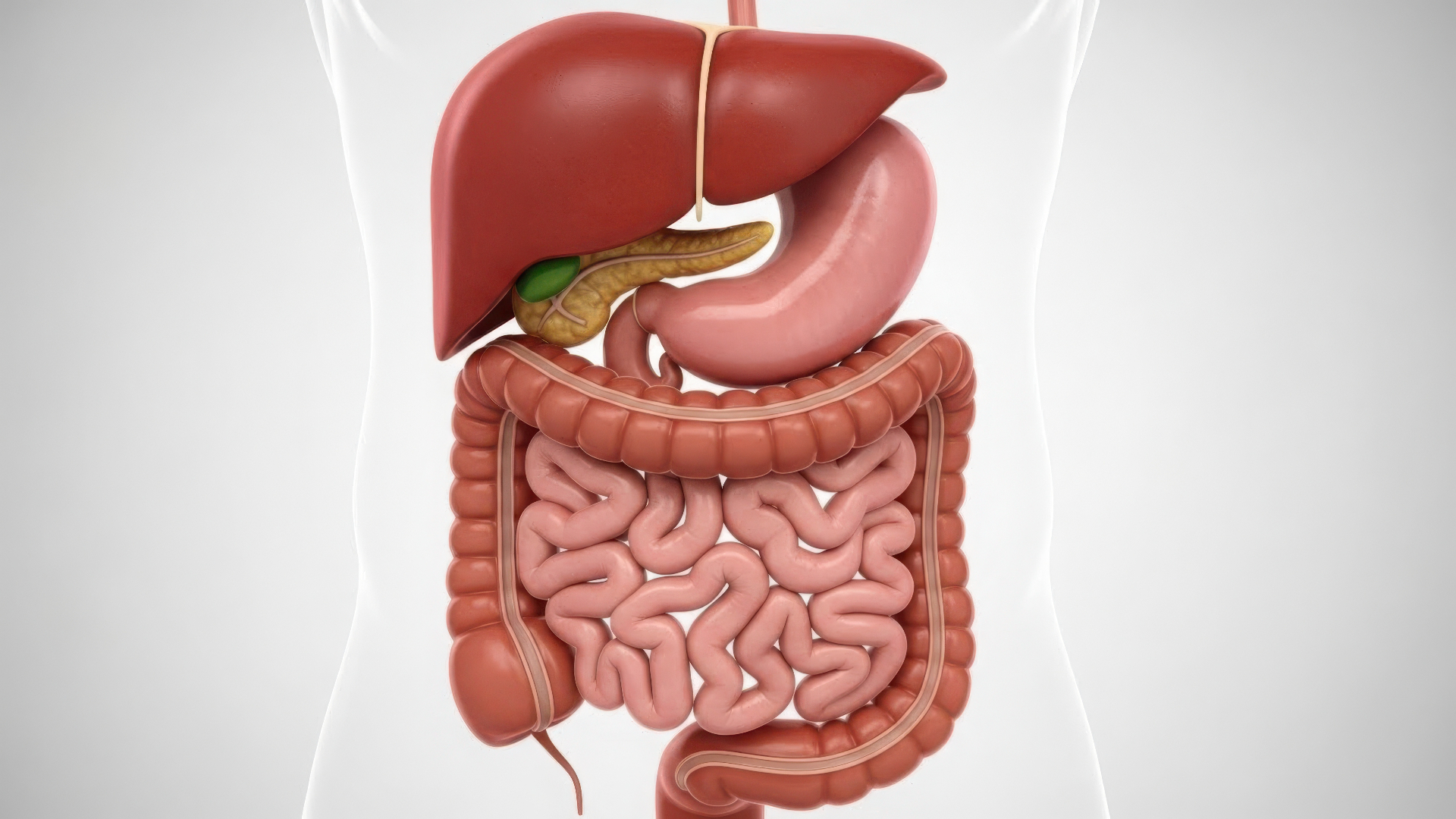 Anatomisk illustration af fordøjelseskanalen med lever, mavesæk og tarme