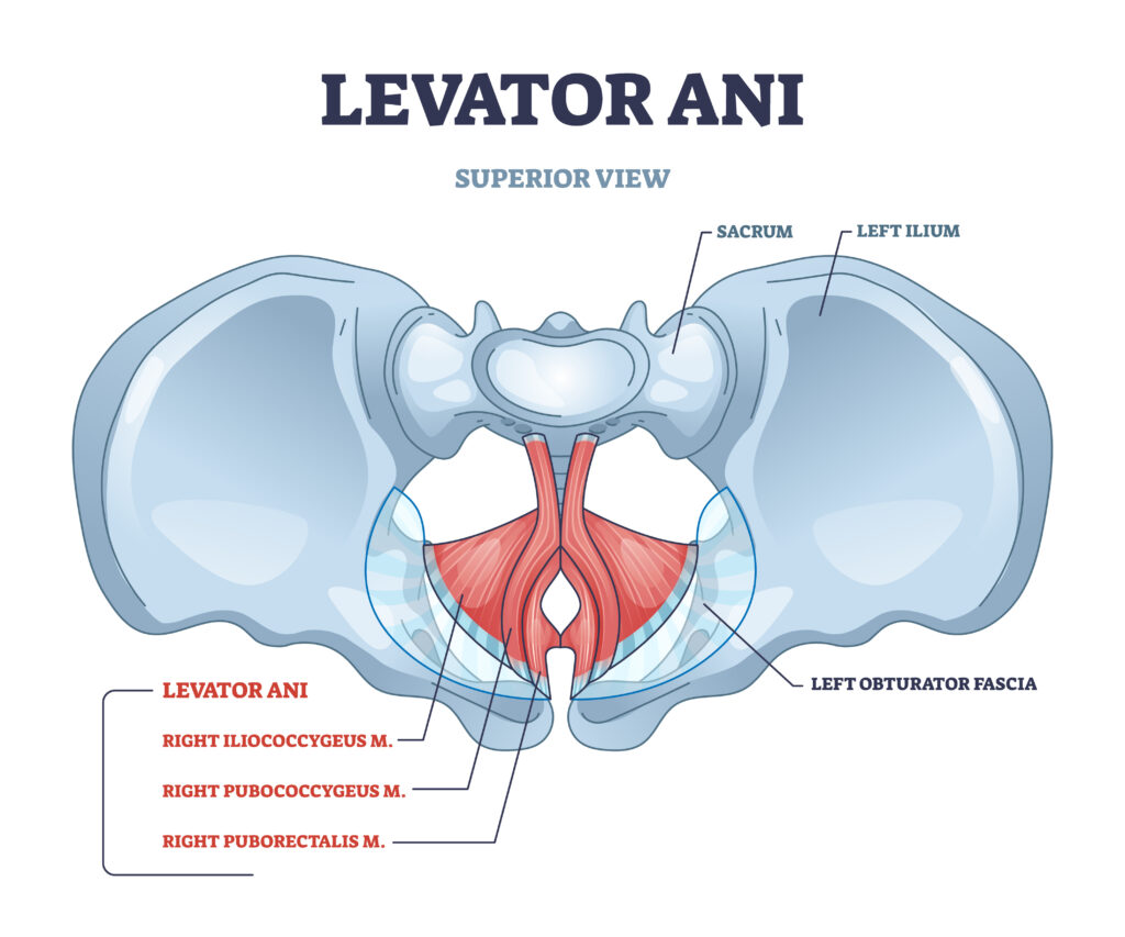 Levator ani syndrom. Smerter ved endetarmen
